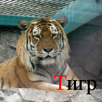 Тигр; © Kassidy