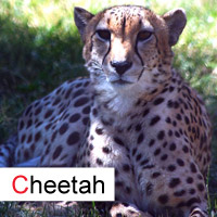 cheetah; © julia m.
