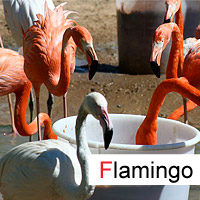 flamingo; © julia m.