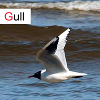 gull; © julia m.