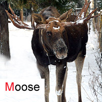 moose; © julia m.