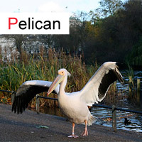 pelican; © julia m.