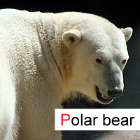 polar bear; © julia m.