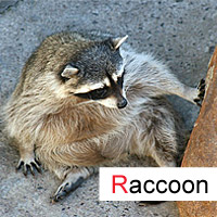 raccoon; © julia m.
