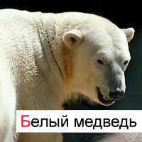белый медведь; © julia m.