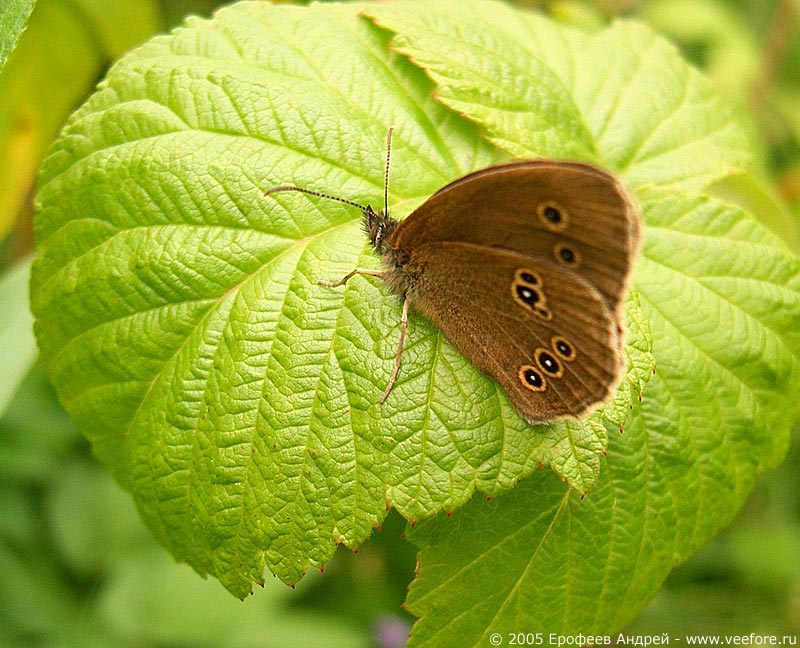 Бабочка "Глазок чернобурый" (Aphantopus hyperantus) #1