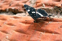 : -  -  (Araschnia levana) #2 ( 19.07.2005)