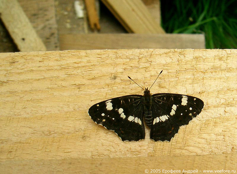 Черно-белая бабочка - Пестрокрыльница (Araschnia levana) #3