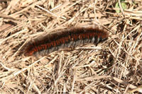 фото: Мохнатая красно-коричневая гусеница (опубликовано 20.09.2005)