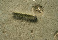 фото: Мохнатая гусеница (опубликовано 01.09.2005)