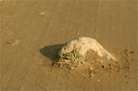 фото: Камень на дороге (опубликовано 28.10.2005)