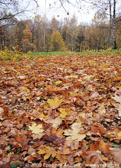 Ковер опавших листьев
