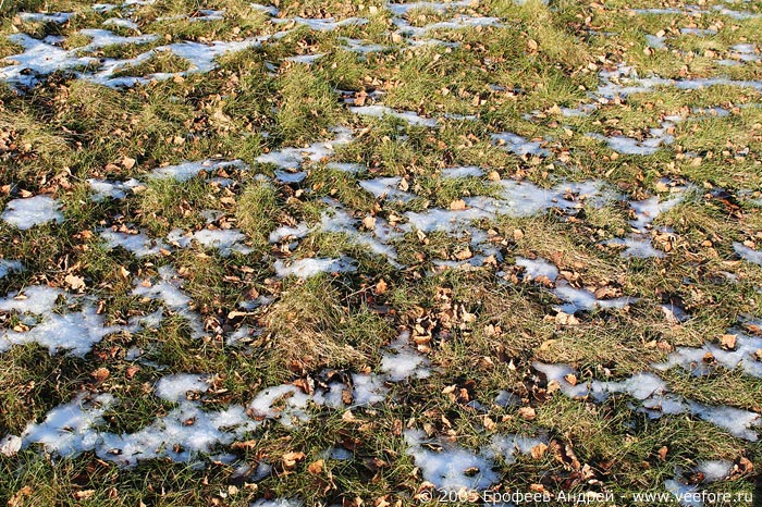 Снег, листья и трава