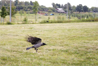 фото: Ворона на взлете (опубликовано 05.09.2005)
