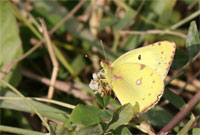 :   (Colias hyale) ( 20.09.2005)