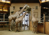 фото: Жирафы (опубликовано 17.03.2006)