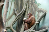 фото: Фотография орангутана (опубликовано 17.03.2006)