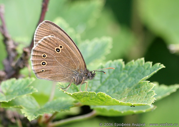   (Aphantopus hyperantus)