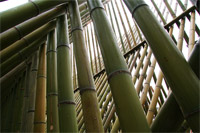 фото: Бамбуковая штука возле Третьяковки, вид изнутри (опубликовано 02.08.2006)