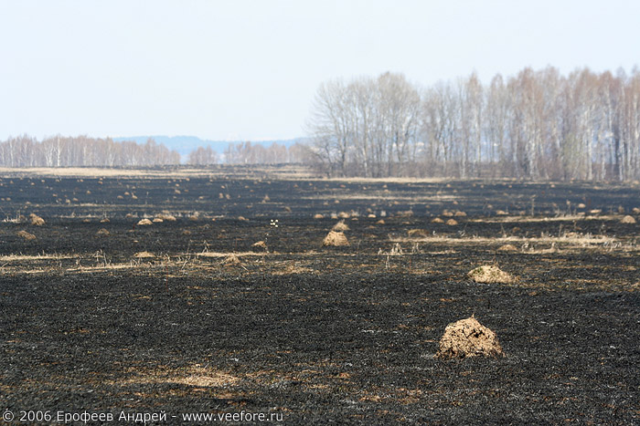 Муравейники на выгоревшем поле