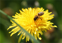 фото: Пчела на одуванчике (опубликовано 17.06.2006)