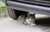 фото: Кошка под машиной (опубликовано 04.06.2007)