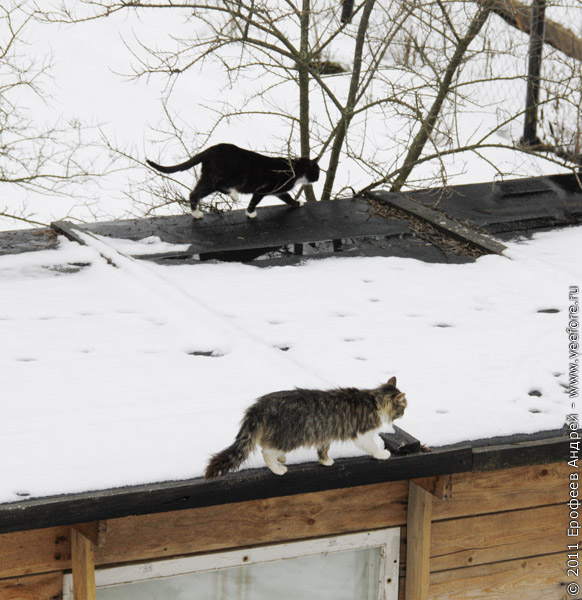 Кошки на крыше