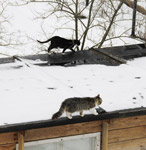 фото: Кошки на крыше (опубликовано 11.04.2011)