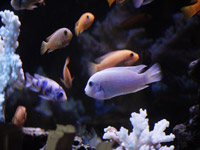 фото: Рыбки в аквариуме (опубликовано 20.11.2007)