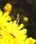 фото: Полосатая муха в полете (опубликовано 07.09.2009)