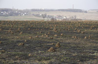 фото: Муравейники на поле (опубликовано 01.05.2009)
