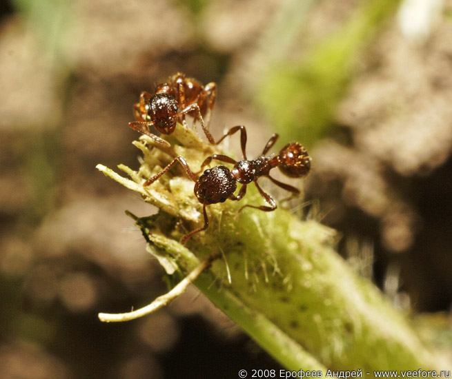 Два муравья на травинке