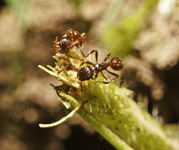 фото: Два муравья на травинке (опубликовано 18.05.2008)