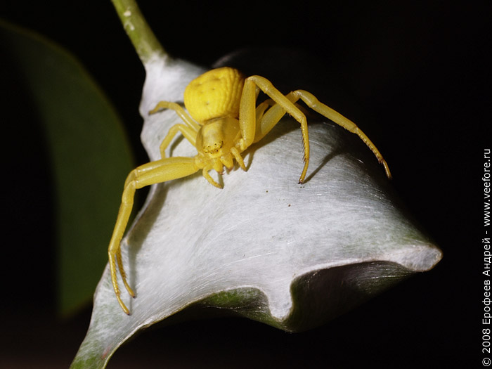 Желтый паук-бокоход