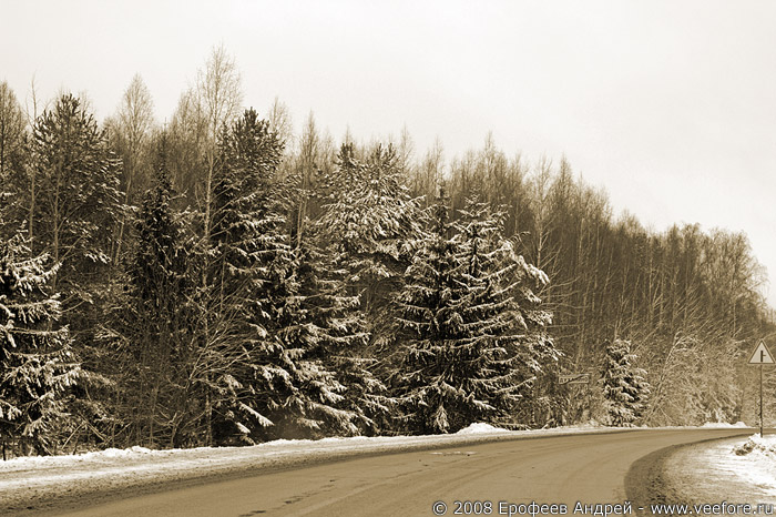 Снежные елки возле дороги