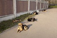 фото: Бродячие собаки (опубликовано 28.10.2008)