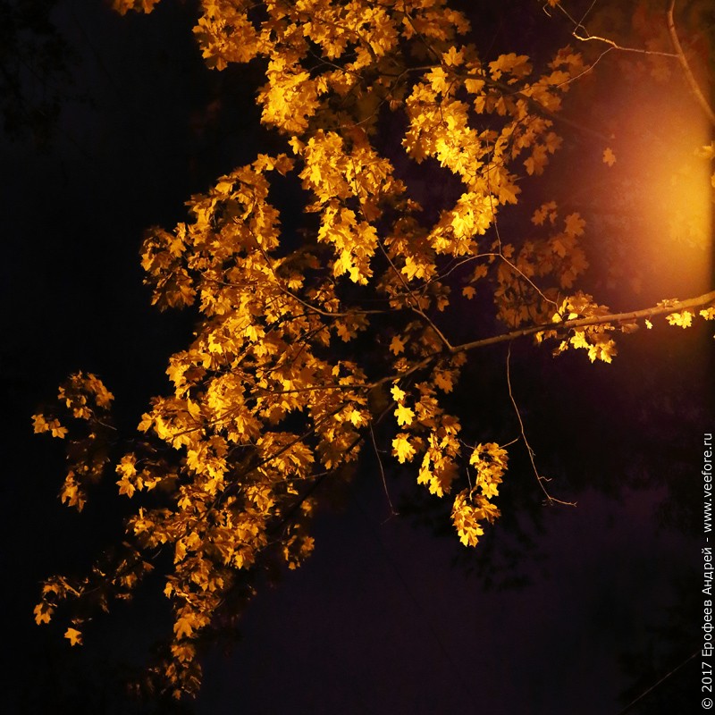 Листья под фонарем