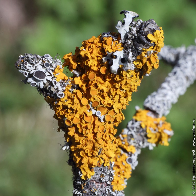   (Xanthoria parietina) 