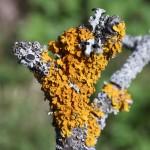 :   (Xanthoria parietina)  ( 02.05.2017)