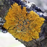 :   (Xanthoria parietina)  ( 02.05.2017)