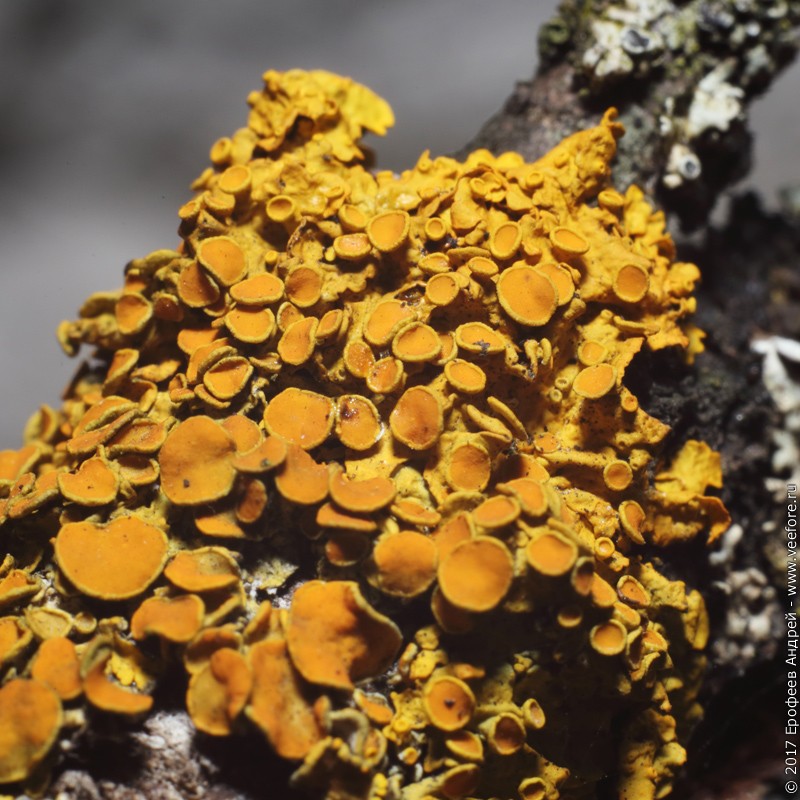   (Xanthoria parietina) 