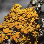 :   (Xanthoria parietina)  ( 02.05.2017)